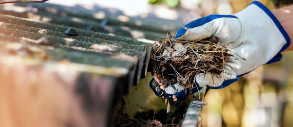 Pine Needle Gutter Cleaning in Encinitas